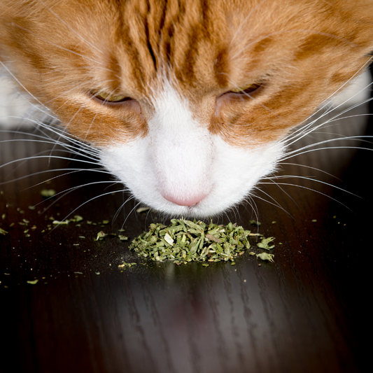 Catnip - what is it and why do cats love it?