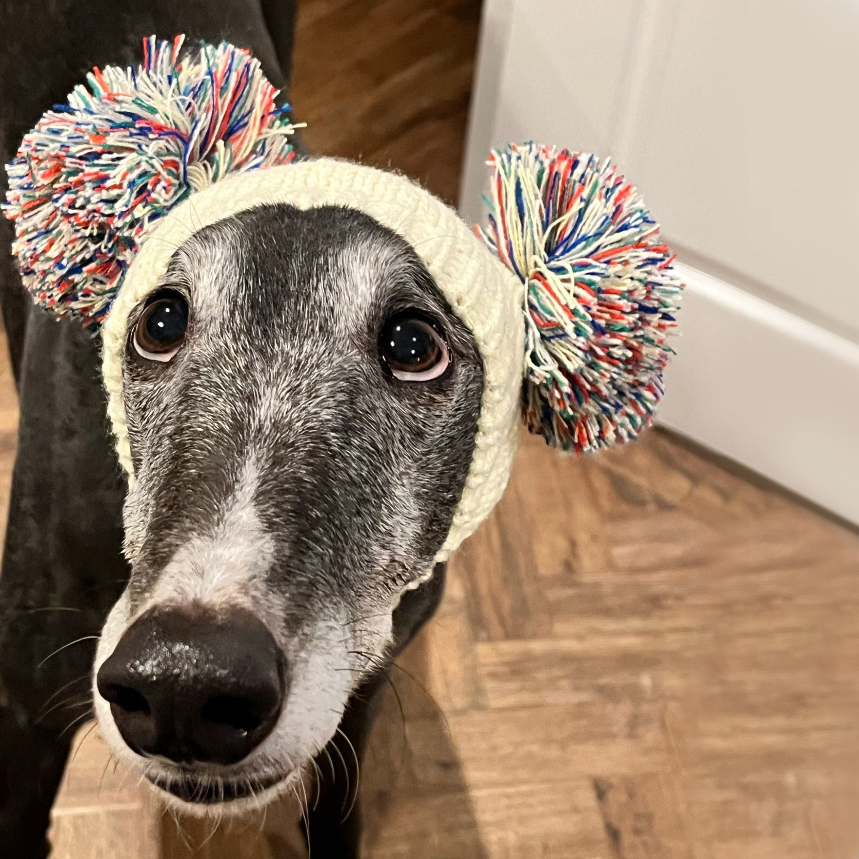 Knitted hats best sale for greyhounds