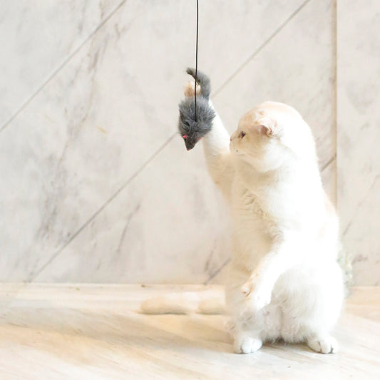 Hanging Cat Teaser