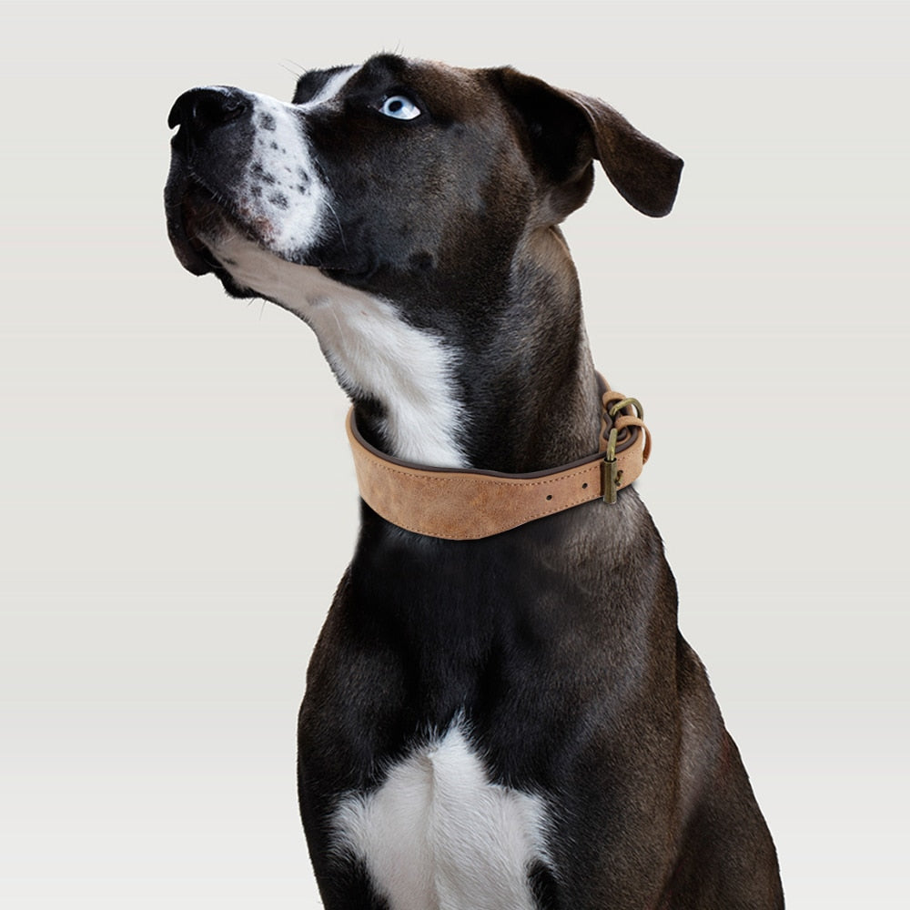 Large breed dog sales collars