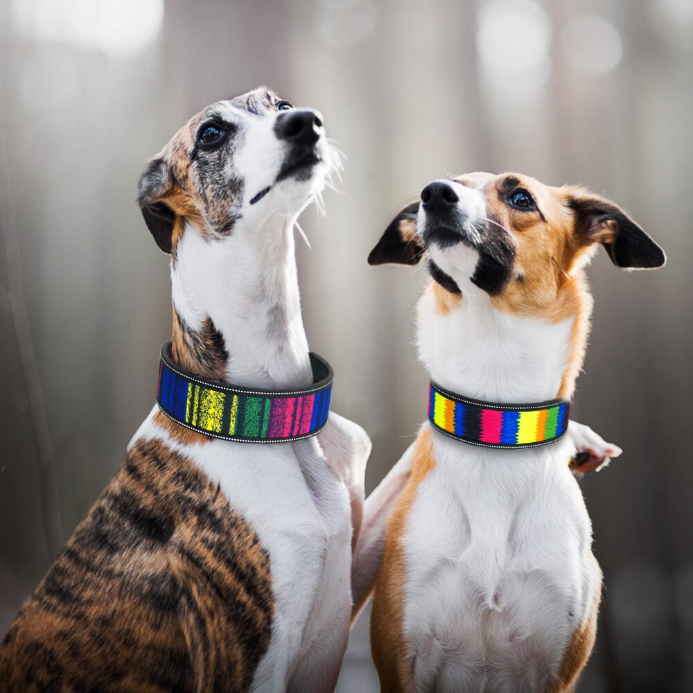 Wide Nylon Large Breed Dog Collar